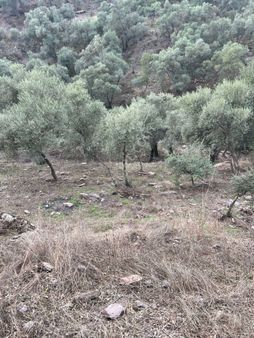 Muğla Milas Çakıralan Da 1.025 M2 Nitelik Zeytinlik Olan Arazi Satılık