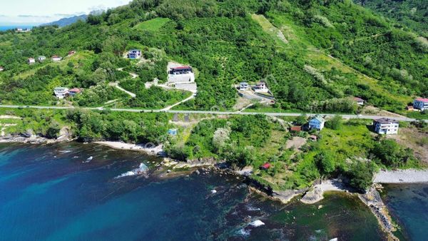 Ulu Gayrimenkul Perşembe Çaytepe Mah. 2618m² Fındık Bahçesi