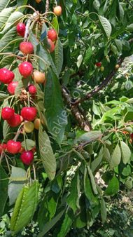 İzmir Kamberler Köyünde Satılık Kiraz Bahçesi