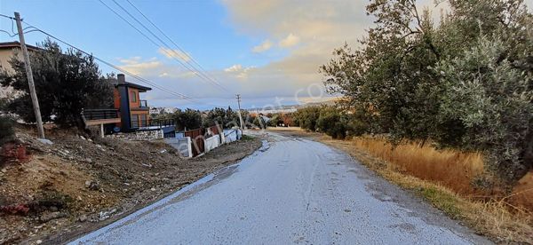 Yola Cephe 1800 M2 İmar Dibi Uygun Zeytinlik