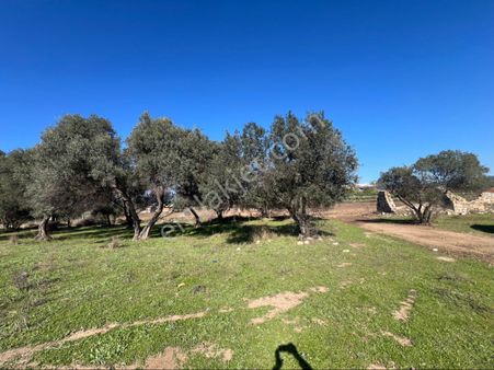 Yenibağrası Satılık Tarla