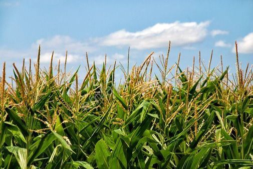 Aydın Çine Gökyaka Mahallesinde Satılık Tarla