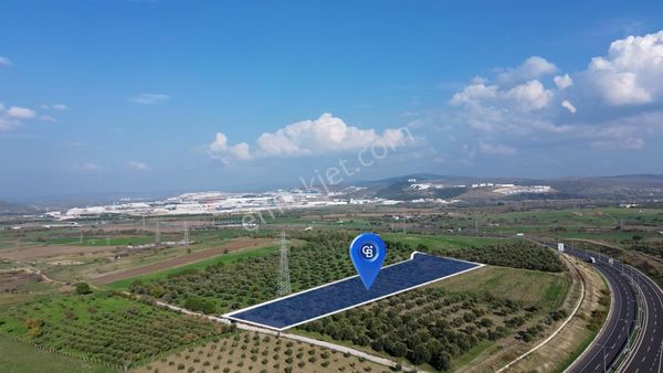 Aliağa Güzelhisar Zeytinli Yatırımlık Tarla Fırsatı 12.266 M²