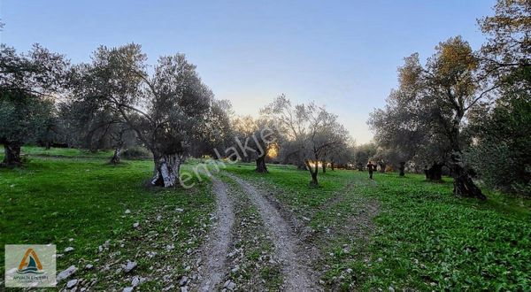İzmir Çanakkale Asfaltına 300m Kupon Zeytinlik