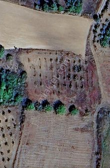 Yenişehir Kavaklı Satılık 3450 M2 Yetişkin Ceviz Bahçesi