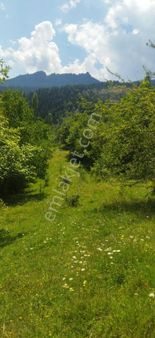 Şavşat Armutlu'da Satılık Yola Cepheli Tarla