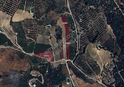 Çukurkeşli Mah Emsali Olmayan Tek Tapu Satılık Şeftali Bahçesi