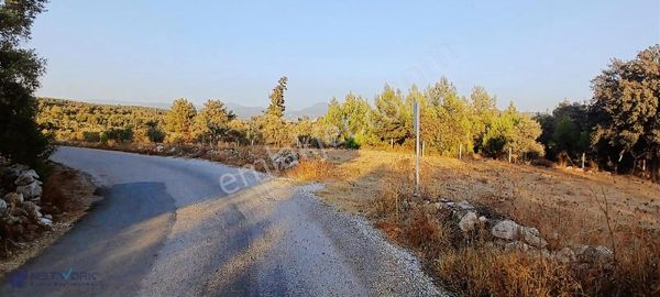 Kazanç Potansiyeli Yüksek! Alaçamda 2.448 M² Tarla