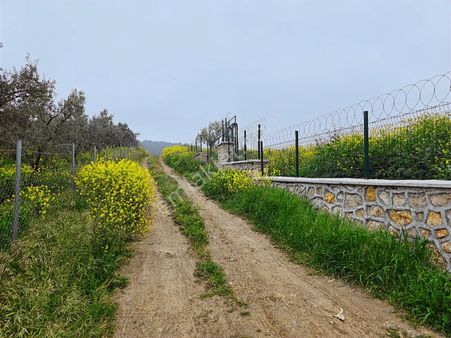 Mudanya Ülkü Köy'de Köye Yakın 2000m2 Yeri Belli Hobi Bahçesi