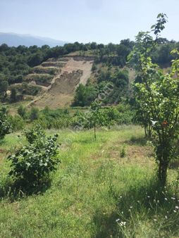 Bursa Kestel Ümitalanda Yol Üzerin De Satılık Meyve Bahçesi