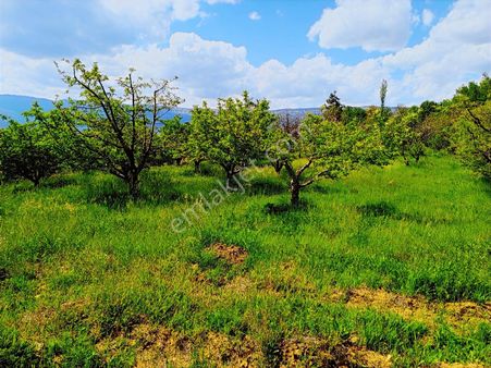 Talha Tozduman'dan Ermenek Y.çağlarda 2.209m M.tapulu Kup10bahçe