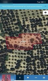 Atabey Gayrimenkulden Şarköy Çınarlı Satılık Zeytinlik