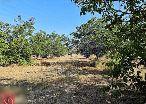 35 Dönüm Kelepir Tarla Fiyatına Ceviz Bahçesi