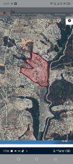 Benim Emlak'tan Sindelli Mah. Satılık Tam Verimde Zeytinlik