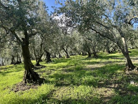Mudanya Çepnide Merkeze Yakın Satılık Zeytinlik