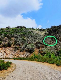 Bayındır Sarıyurt'da 1195 M² Satılık Zeytinlik