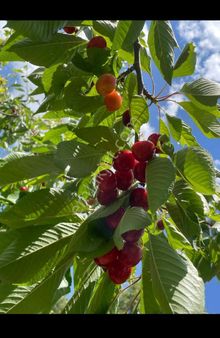 Derbent'te Satılık Hazir Kurulu Düzen Kiraz Bahcesi