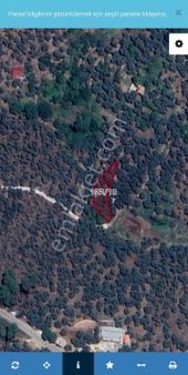 Muğla Milas Göldere’de Bodrum Yoluna Yakın Köy Yerleşik Alan İmarına Sınır Prestijli Zeytinlik!