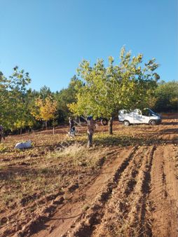 Balcity - Balıkesir Bigadiç'de Asfalt Yola Cephe 6.950 M2 Meyve Bahçesi Yatırım Fırsatı