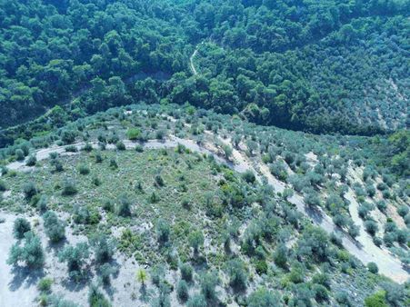 Seferihisar Gölcükte Satılık 11.230 Mt Zeytinlik