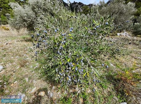 Dalaman Kayadibi Mah. Satılık 2.911 M2 Zeytin Bahçesi