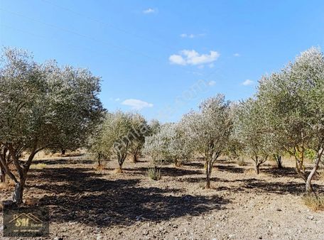 Üçpınar Mah De Satılık 760 Metre Kare Zeytinlik Tek Tapu