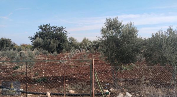 Mersin Erdemli Hüseyinlerde Satılık 2.340 M2 Zeytin Bahçesi