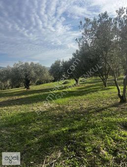 Kuşadası Merkeze 2 Km Mesafede Müstakil Tapu Zeytinlik