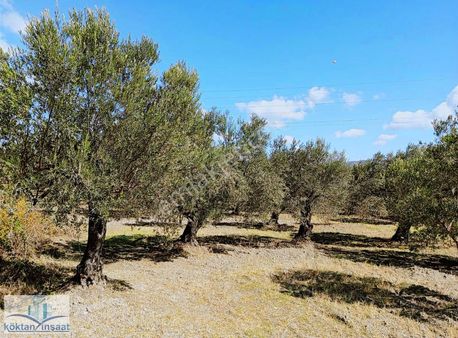 Akhisar Selvili Mhde 1.630m2 Yatırıma Uygun Satılık Zeytinlik