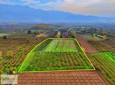 Tapuhaneden Puna'da 20 Dönüm Fındıklık