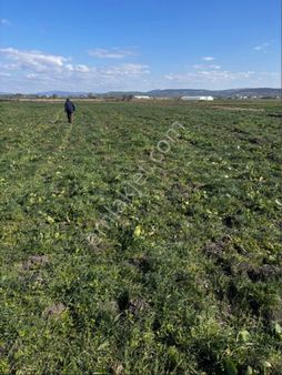 Balcity- Balıkesir Altıeylül Atköy’de 3 Adet Yan Yana Manzaralı Fırsat Tarlalar !