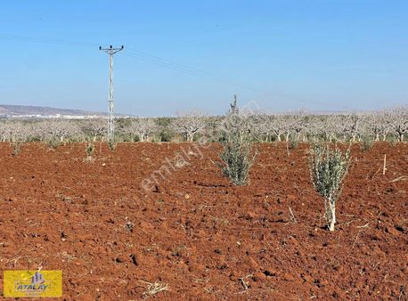 Keferhan İnanlı Köyünde 12.344 Metre 4 Lük Suyu Mevcut Satlık Ar