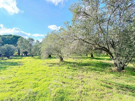 🌀gültaş Emlaktan Burhaniyede Satılık Kadastro Yola Cepheli 4 Dönüm Zeytinlik