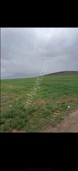 Konya Kadınhanında Kelepir 12 Buçuk Dönüm Tarla