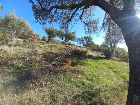 Satılık Müstakiltapu Zeytinlik İçinde Yaklaşık 15 Adet Zeytinvar Kadastro Yolu Var