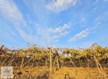 Honaz Kocabaşta 10 Dönüm Üzüm Bağı