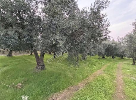 Göllüce' Deki En Ucuz 1390 M2 İmarlı Arsa