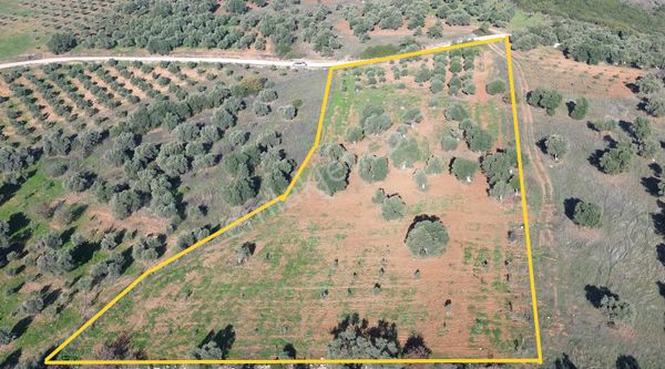 Sb Emlak Ofisinden Ayaklıkırı Mahallesinde Bakımlı Zeytinlik