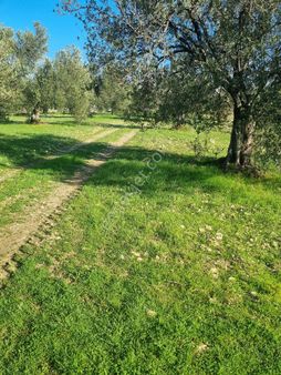 Premar Ayvada'dan Gömeç Karaağaç Sahil'de Villa İmarlı 300 M2