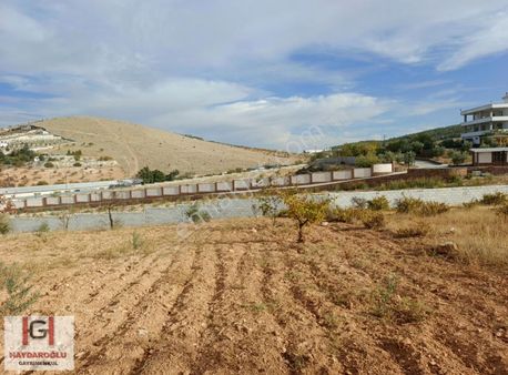 Bilekte Satılık Tek Tapu Zeytinlik.