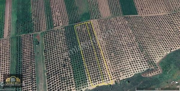 Kayalıoğlu Mh. Kapaklı'ya Yakın3350+7200 M² İki Parsel Zeytinlik