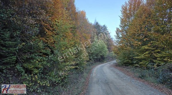 Sakarya Taraklı Avdan Mah. Ormana Cephe 19,000 M2 Çiflik Arazisi