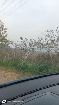 Satılık 4850 Metrekare Fındık Bahçesi Ünye