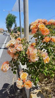 Kaynarpınar Yoluna Sıfır Satılık Arsa