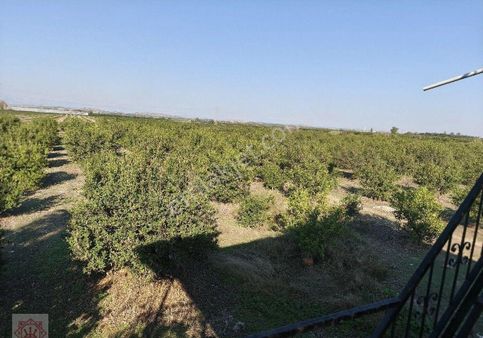 Tarsus 360 Dönüm Yetişkin Narenciye Bahçesi