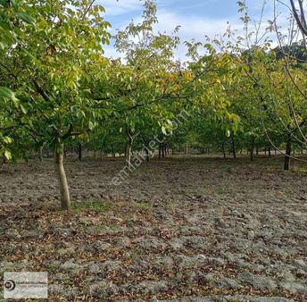 Bigadiç Küçük Yeni Etrafı Çevrili 280 Ağaçlı Satılık Cevizlik