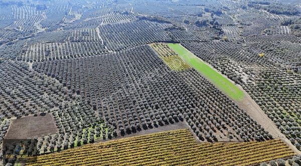 Manisa Saruhanlı Gözlet Mh. Satılık 57.500 M2 Zeytinlik