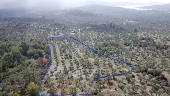 Muğla Milas Kazıklı Koyun'da Satılık Tarla