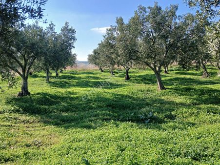 Erikliçe'de Deniz Manzarasına Hakim, Yolu Olan Satılık Zeytinlik Fırsatı