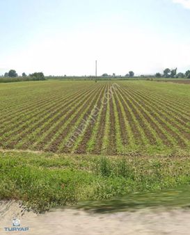 Bayındır Hasköy'de Elektrik Su Yol Mevcut 11.484m2 Satılık Tarla